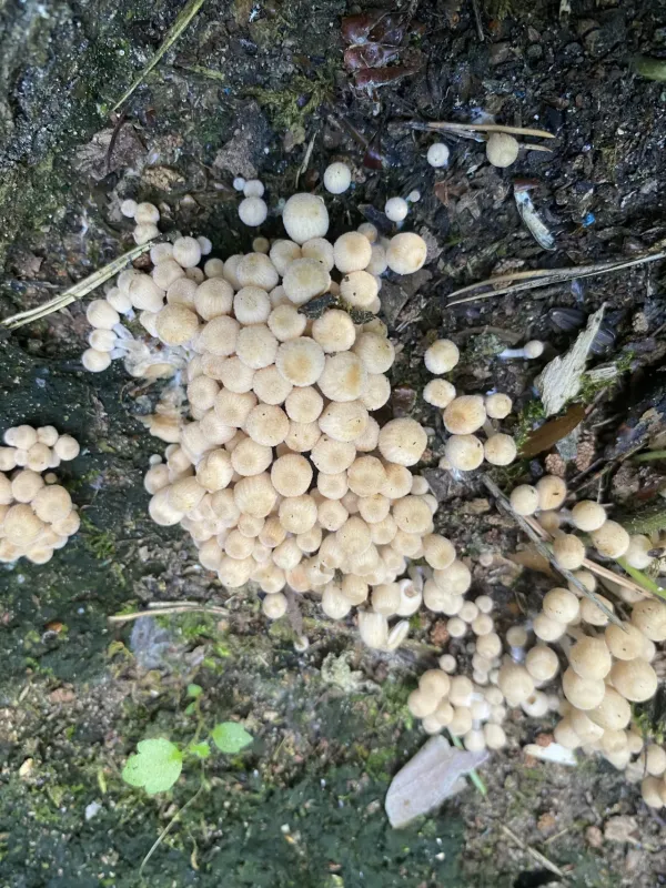 Coprinellus disseminatus