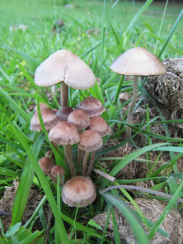 Panaeolus fimicola