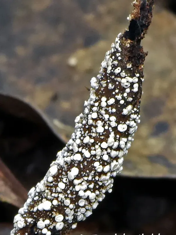 Ophiocordyceps pruinosa