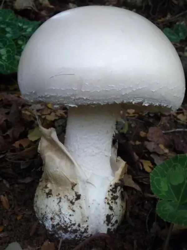 Amanita ovoidea