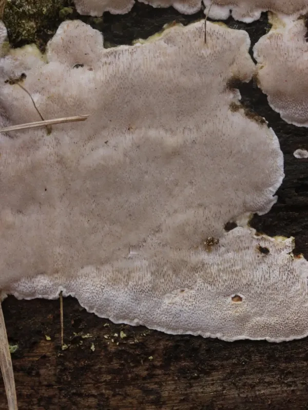 Cinereomyces lindbladii