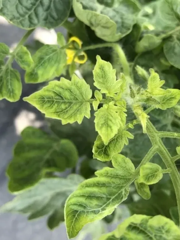 Tomato yellow leaf curl virus
