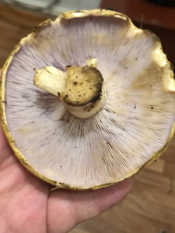 Tricholosporum goniospermum