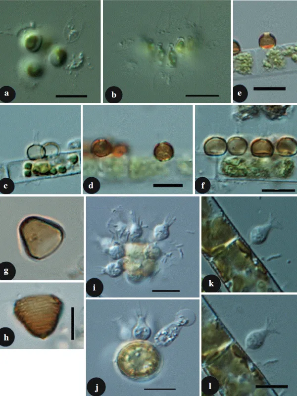 Lagynion ampullaceum