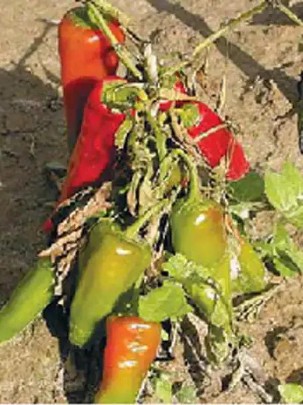 Фузаріозне в'янення лутулатум