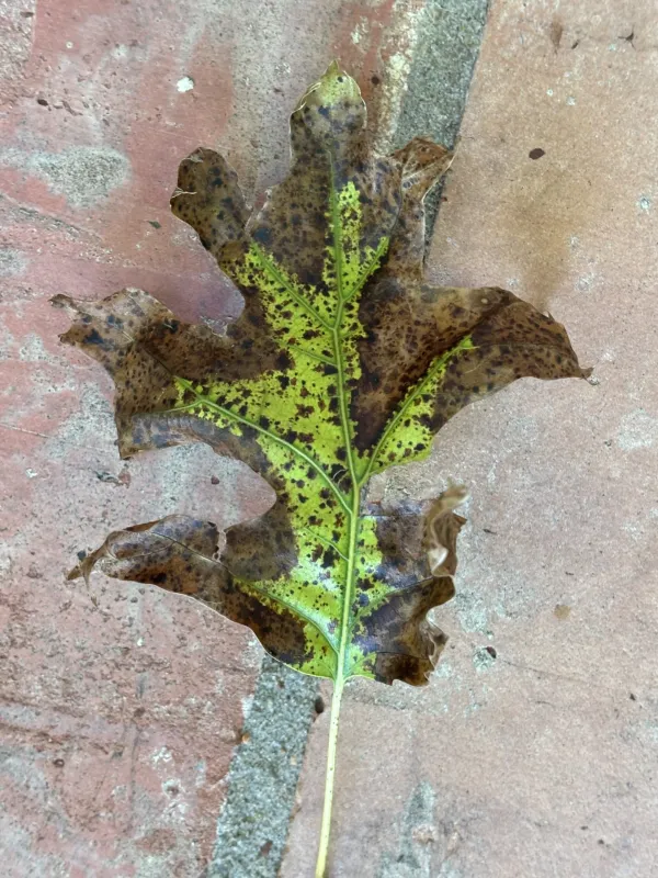 Tubakia leaf spot