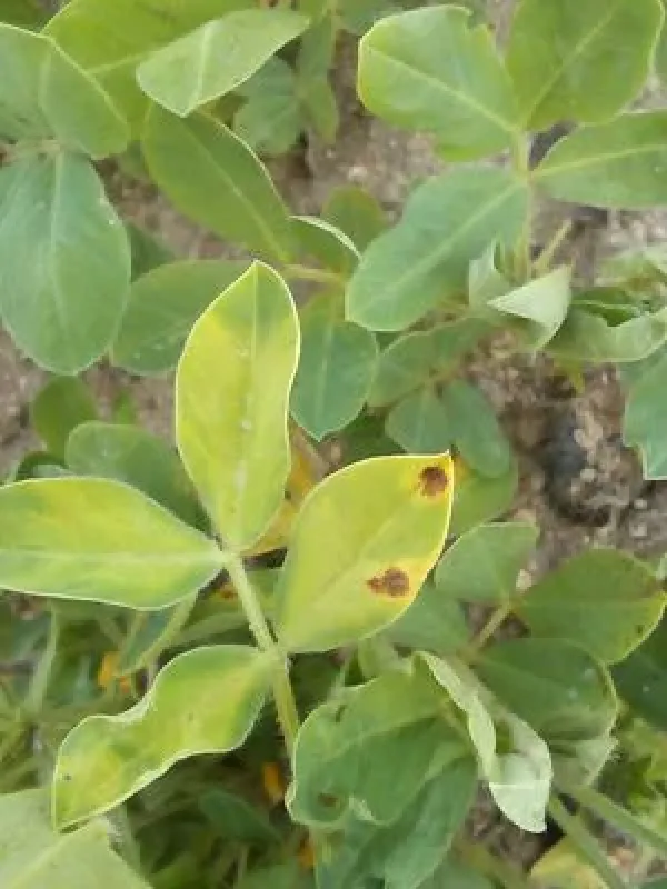 Peanut yellow spot virus