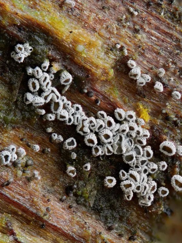 Proliferodiscus pulveraceus