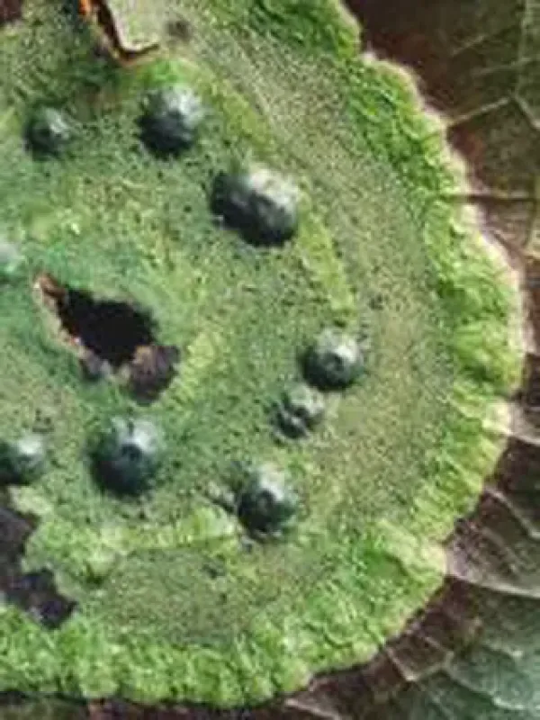 Strigulaceae