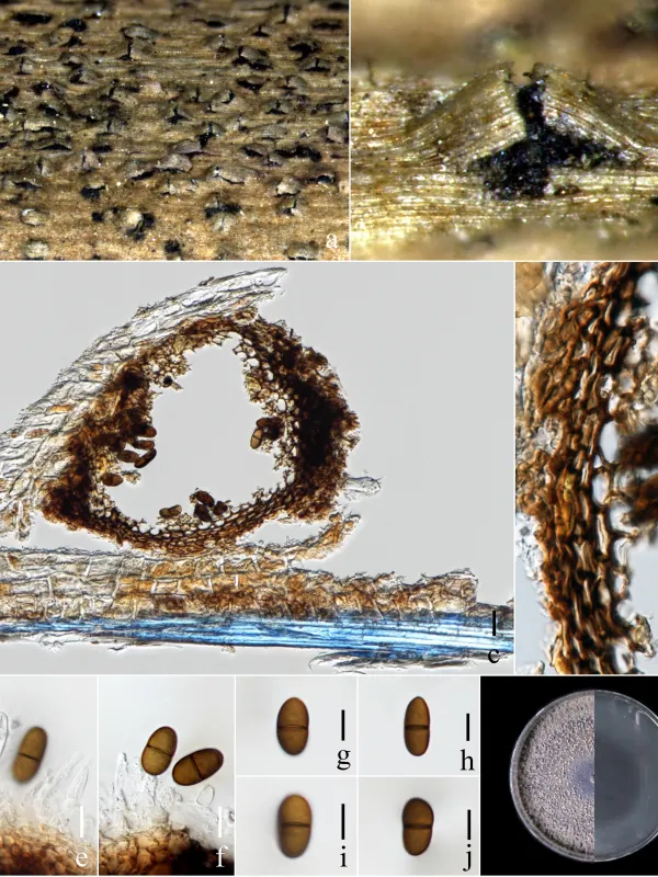 Papulosa leaf spot