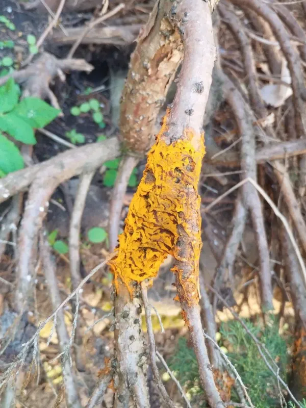 Juniper rust