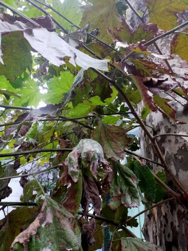 Sycamore powdery mildew