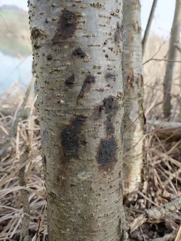 Alder yellows