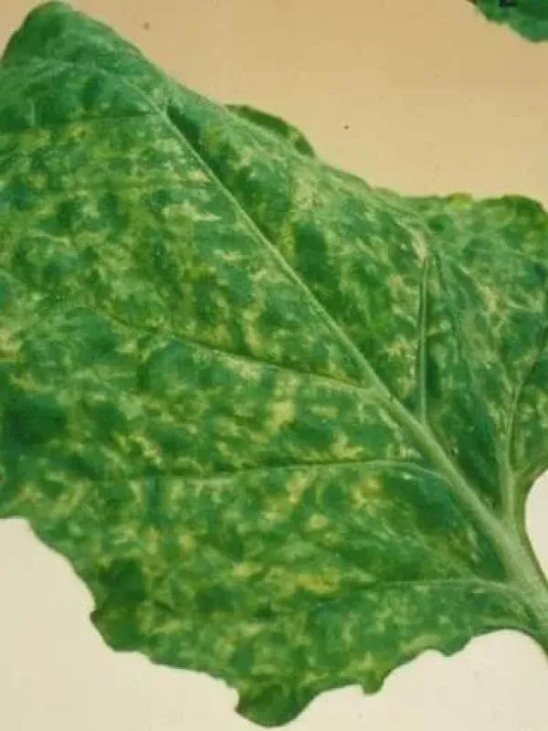 American tomato ring-spot virus