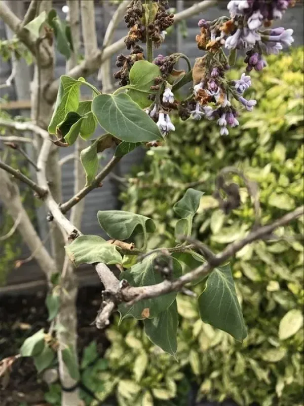 Lilac mottle