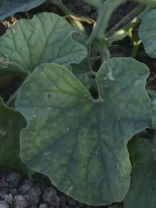 Muskmelon vein yellowing virus