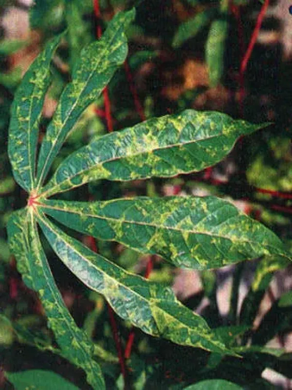 Cassava mosaic