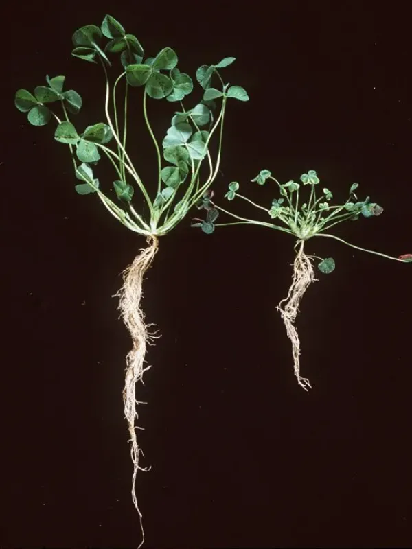 Clover nanovirus