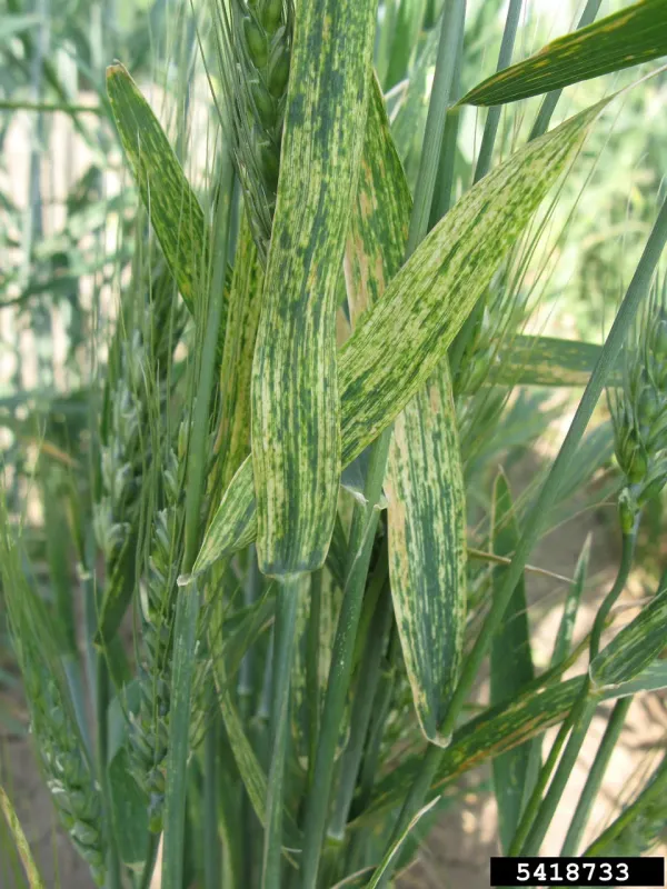 Wheat streak mosaic