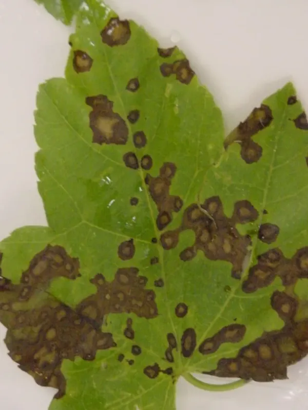 Phyllosticta leaf spot of sweet potato