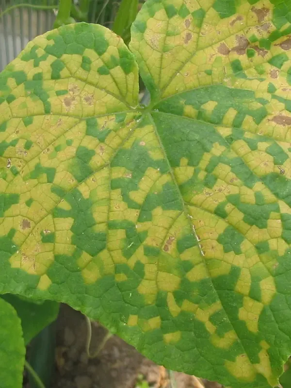 Cucumber green mottle mosaic virus