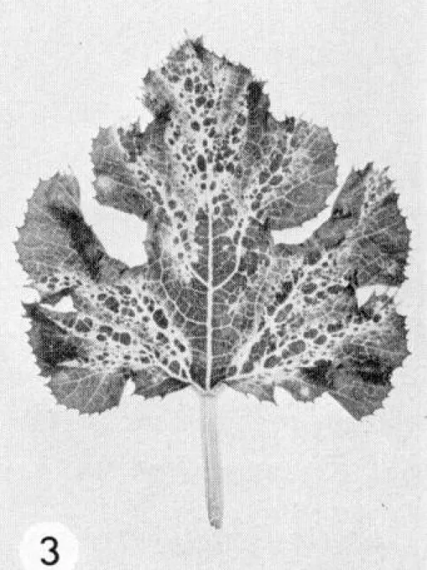 Melon mosaic virus Melotessellati