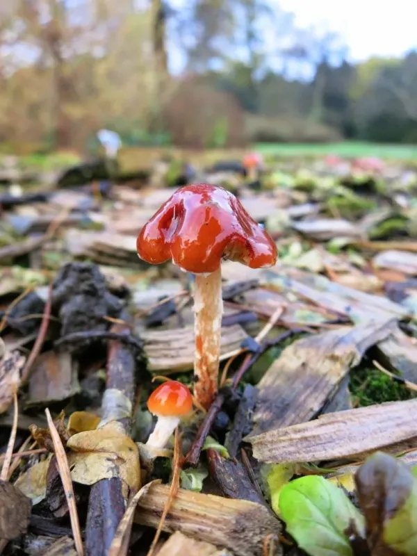 Orange Stropharia