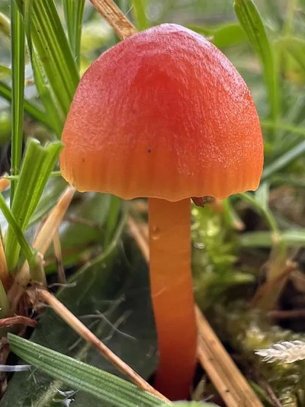 Hygrocybe calciphila