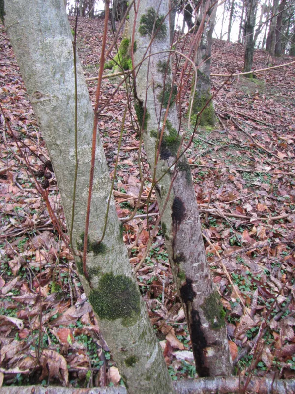Фітофтороз вільхи