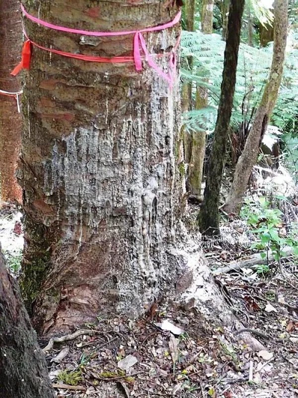 Kauri dieback