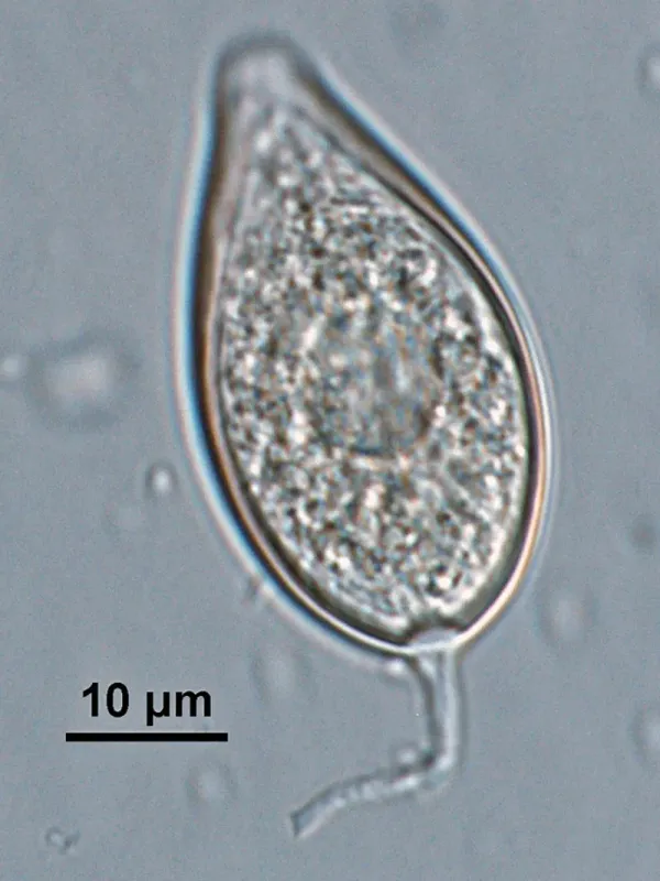 Lettuce Phytophthora root rot