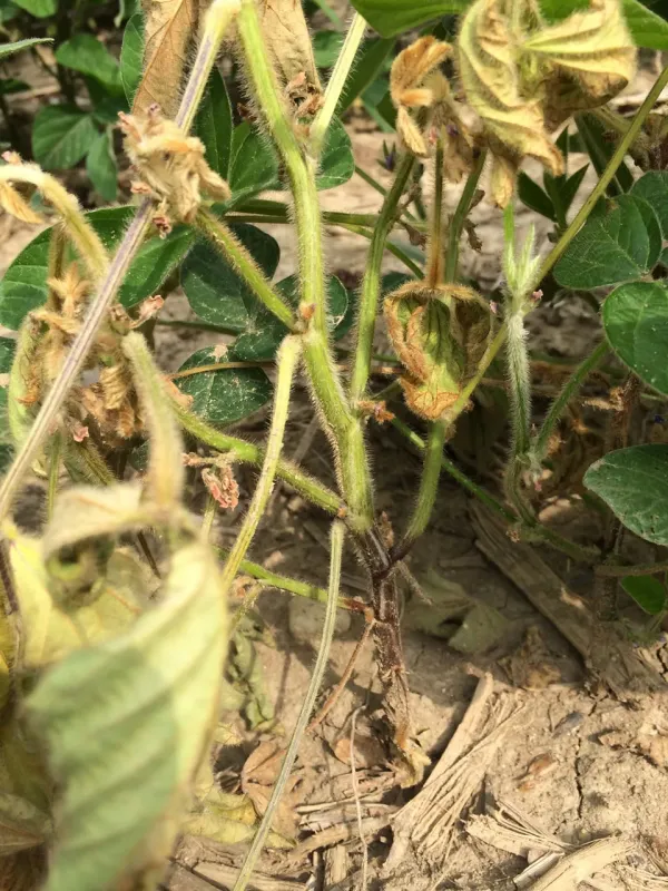 Phytophthora root rot of soybean