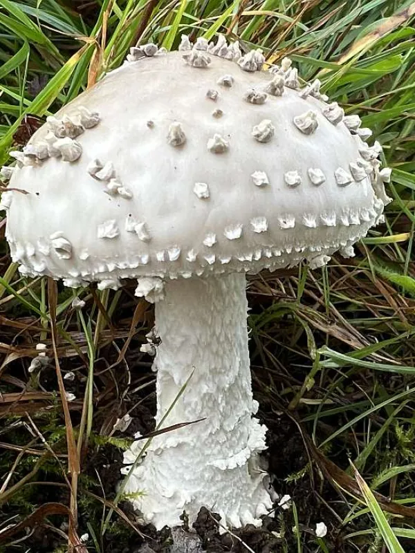 Amanita solitaria