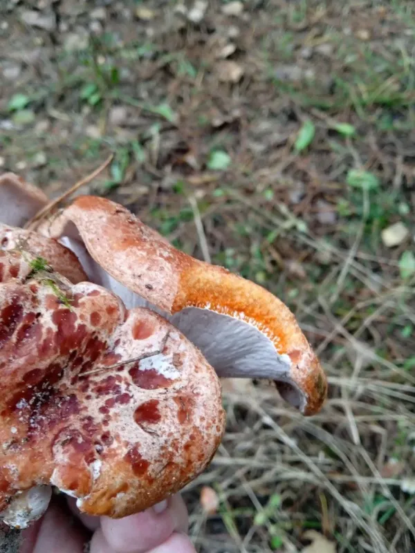 Hypomyces lateritius