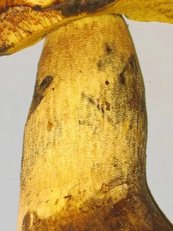 Yellow bolete