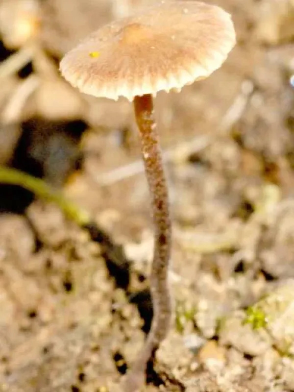 Tephrocybe tylicolor