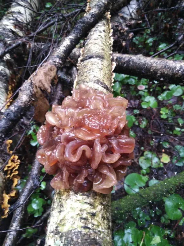 Leafy jelly fungus