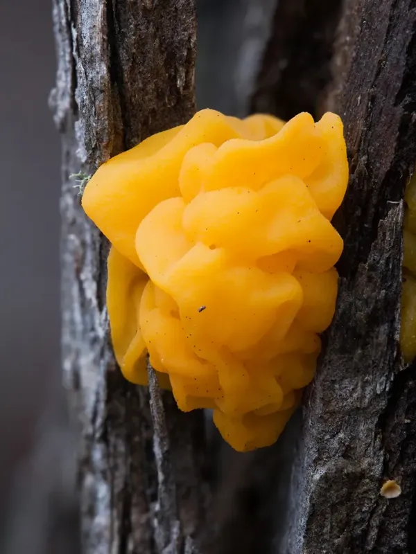 Orange jelly spot