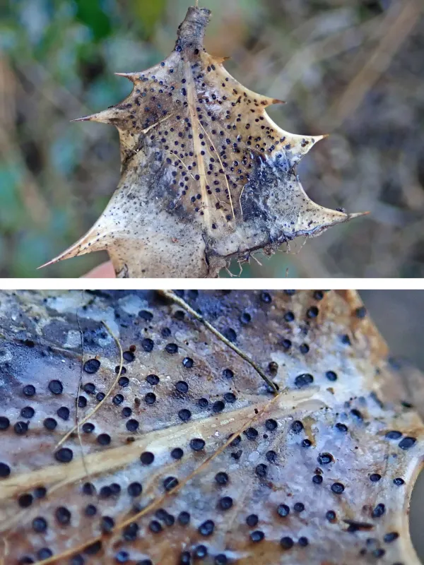 Trochila ilicina