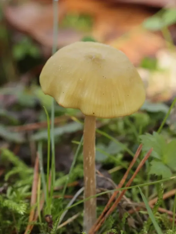 Entoloma pleopodium