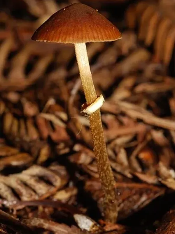 Pholiotina