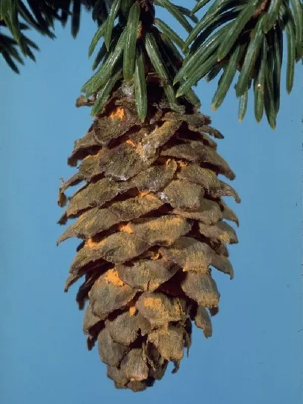 Spruce cone rust