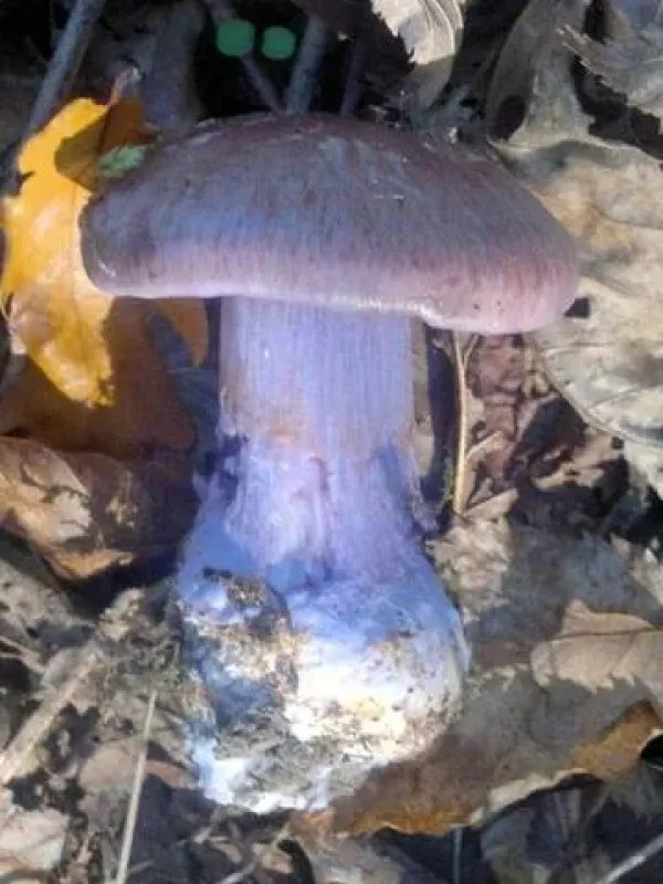 Cortinarius caerulescens