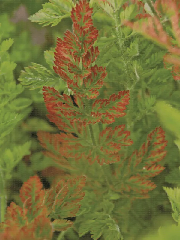Carrot red leaf virus