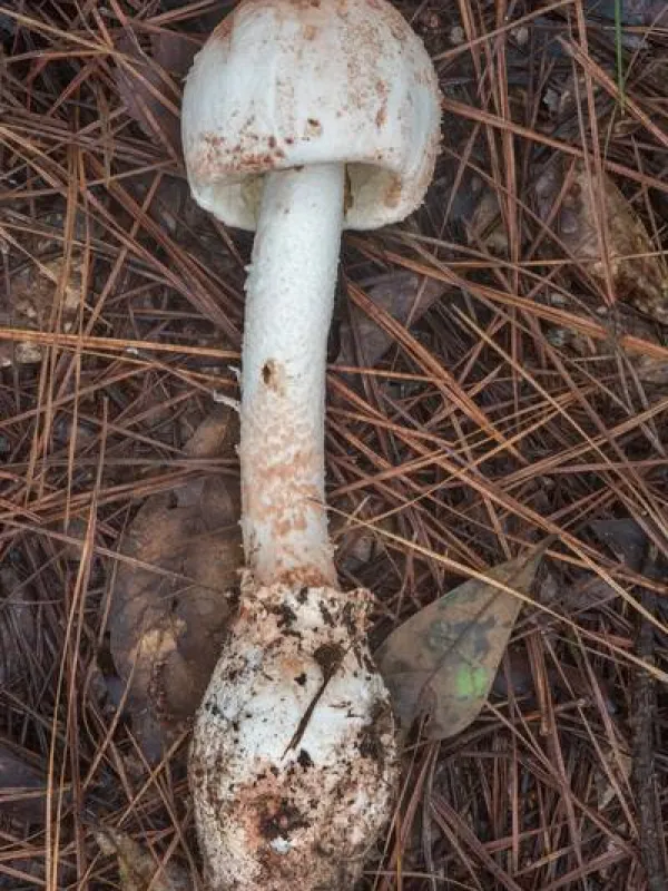 Carrot-footed Amanita