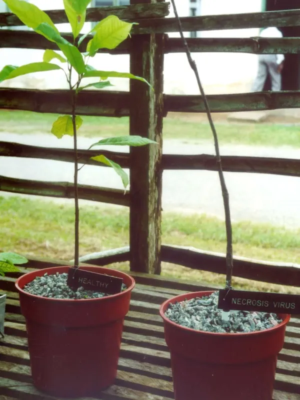 Cacao vein banding virus
