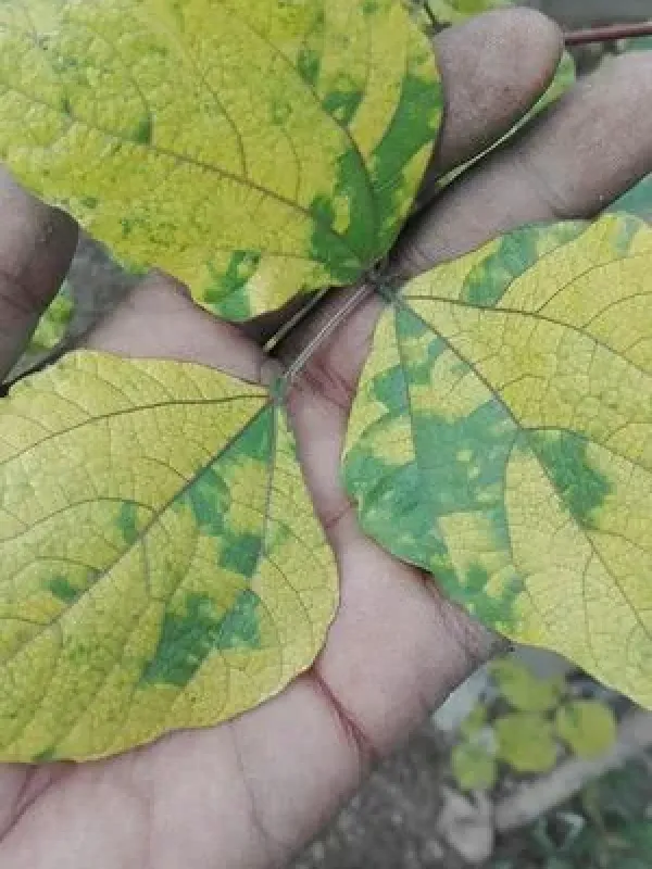 Bean golden mosaic virus
