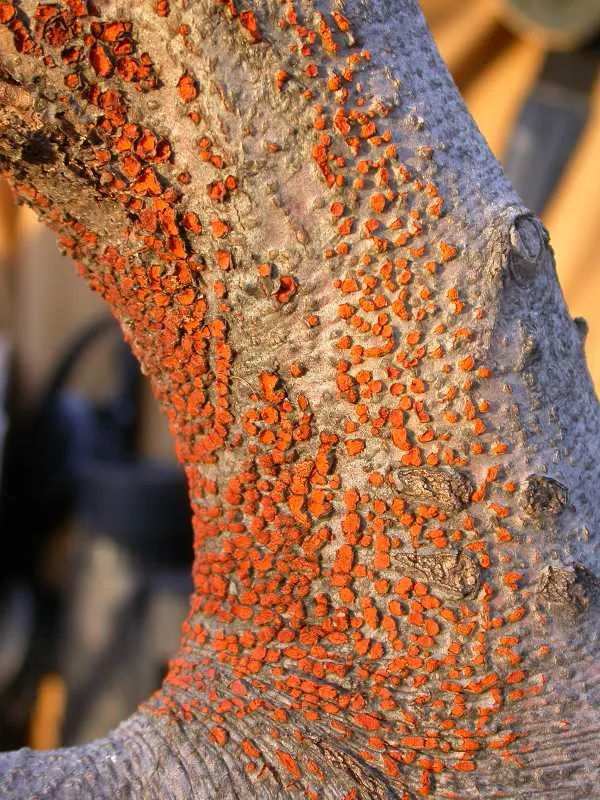 Nectria canker of magnolia