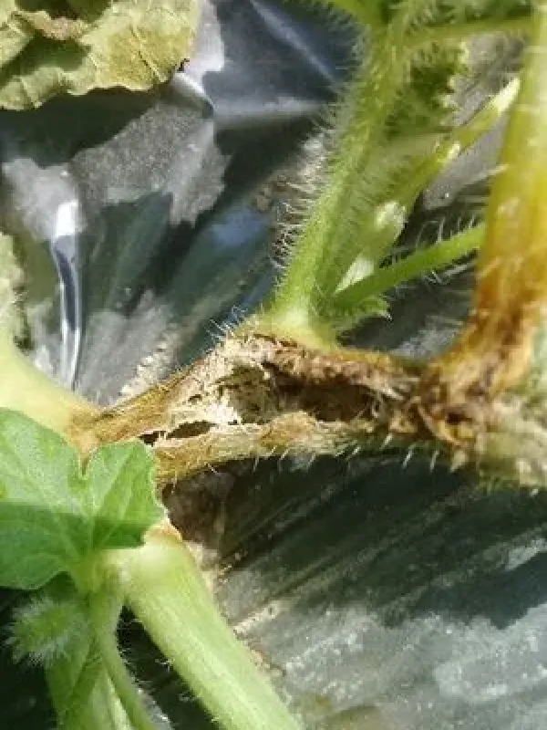 Stagonosporosis