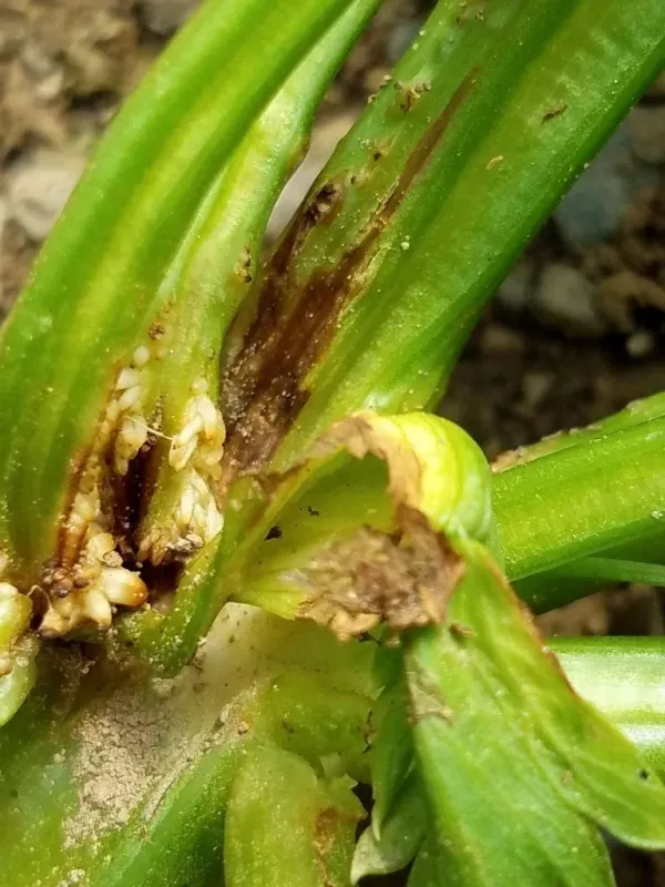 Water lily anthracnose